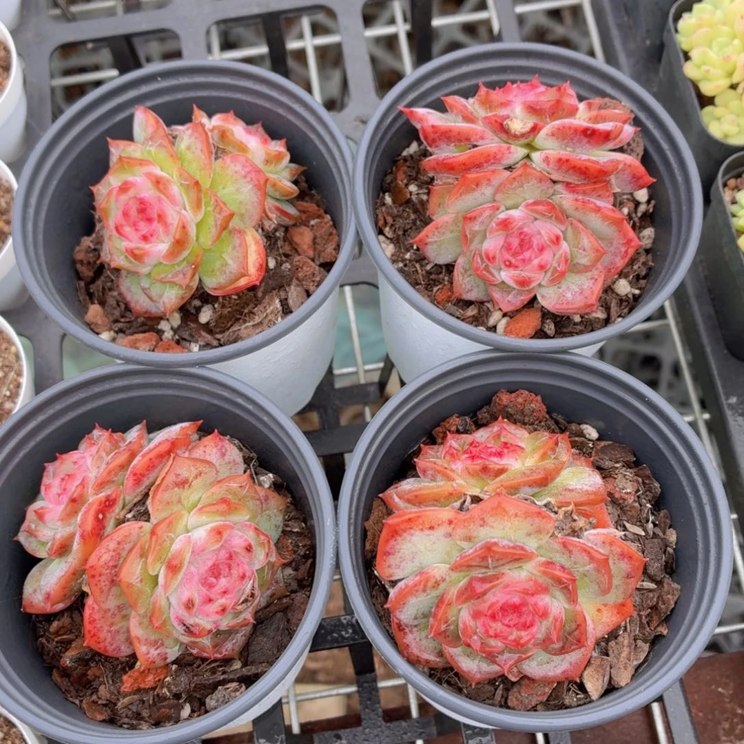 冻唇蜜多肉9.9包邮发货
