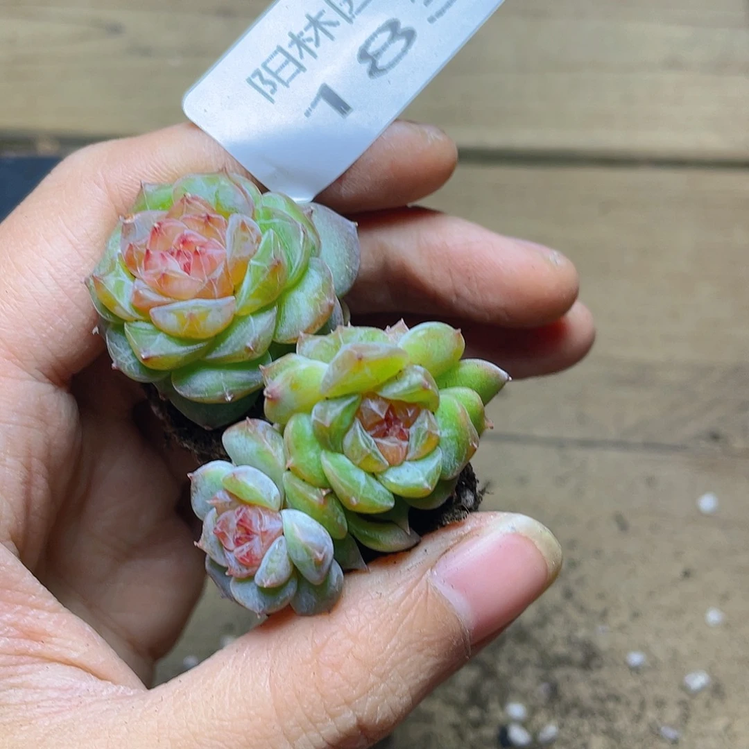 多肉植物多肉植物183