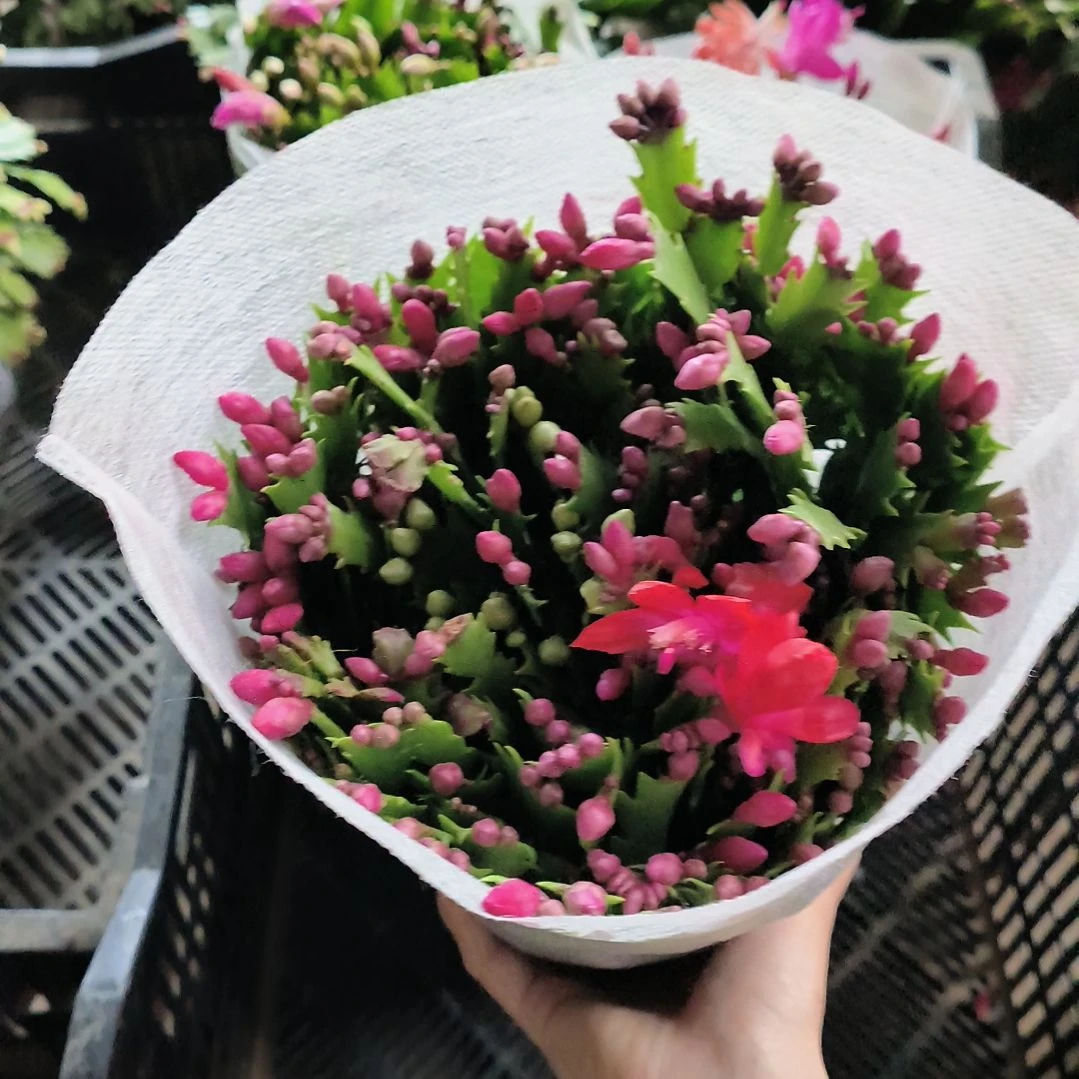 随***缘红色加勒比小叶蟹爪兰一物一拍