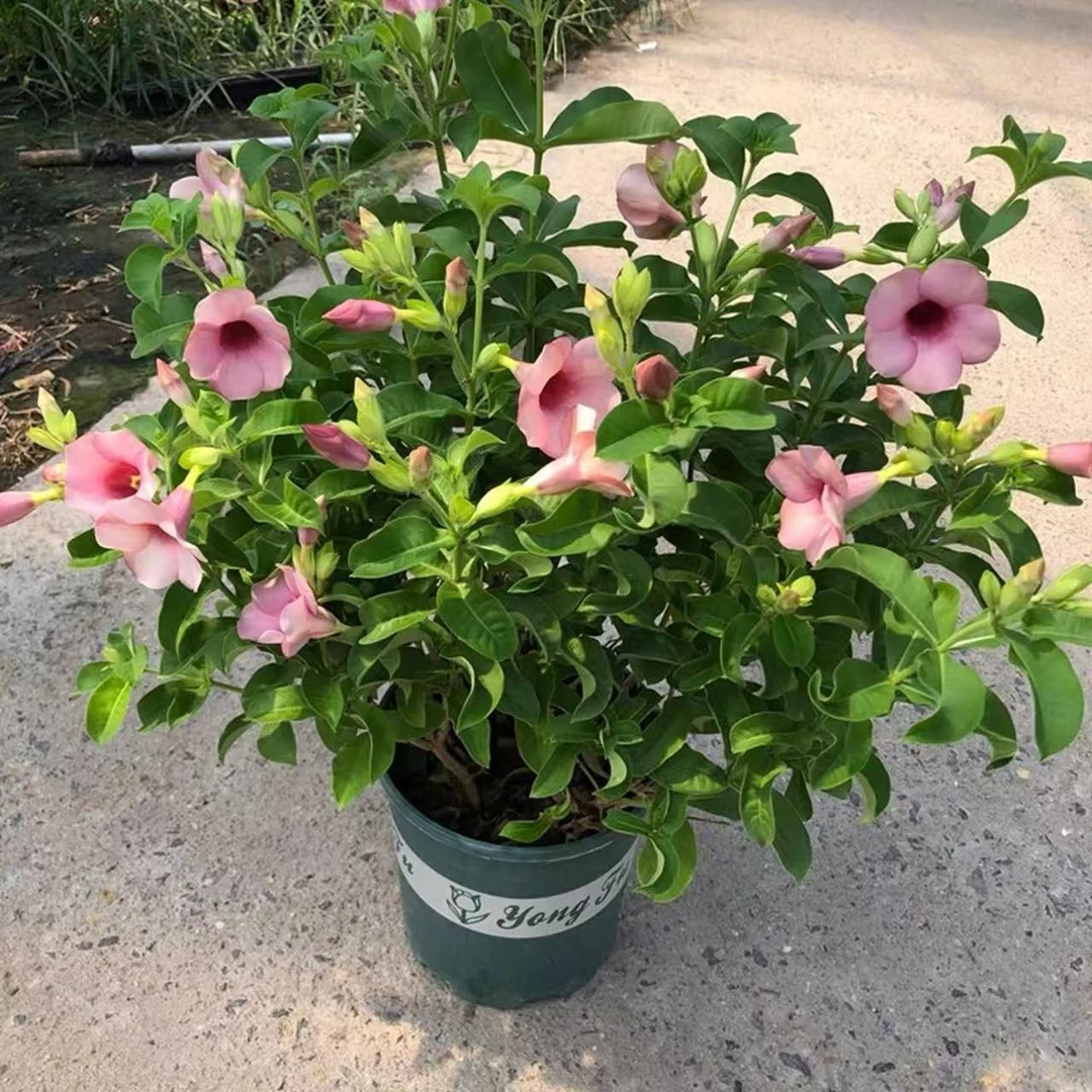 紫蝉花盆栽带花苞庭院花园花镜工程绿化花苗耐热好养四季花卉开花