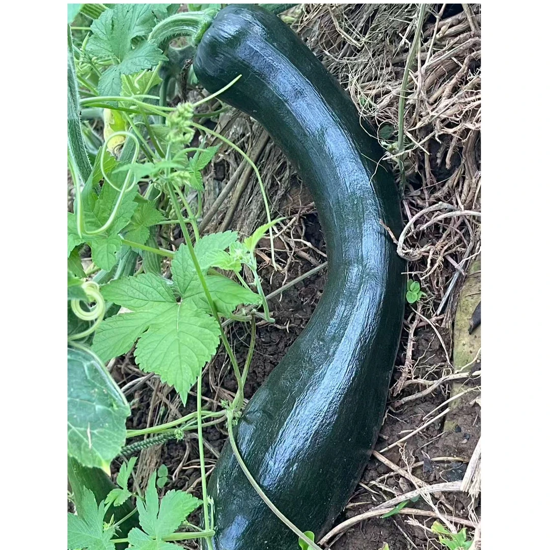 新鲜现摘嫩南瓜应季蔬菜农家自种炒菜包包子软糯可口