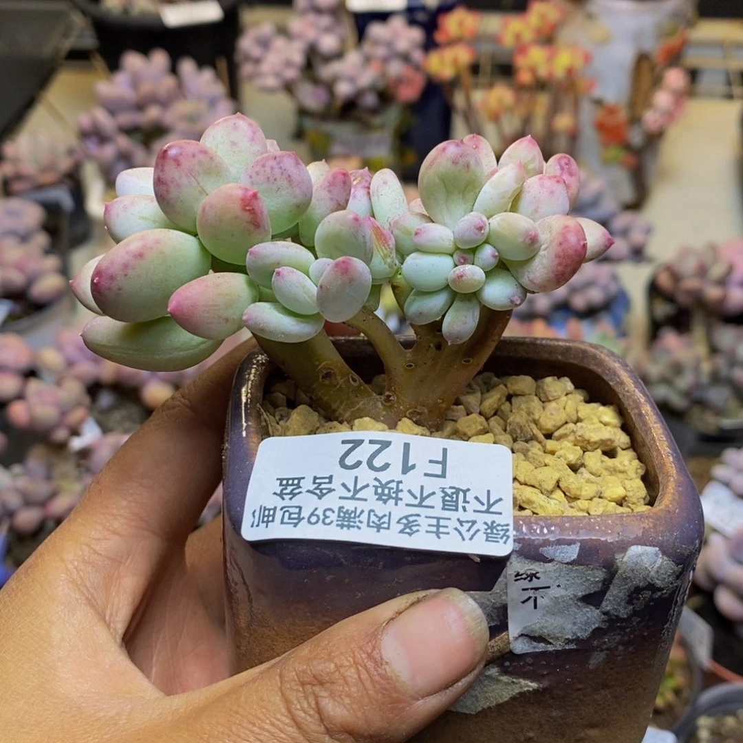 122苹果奶四代缀多肉7c m