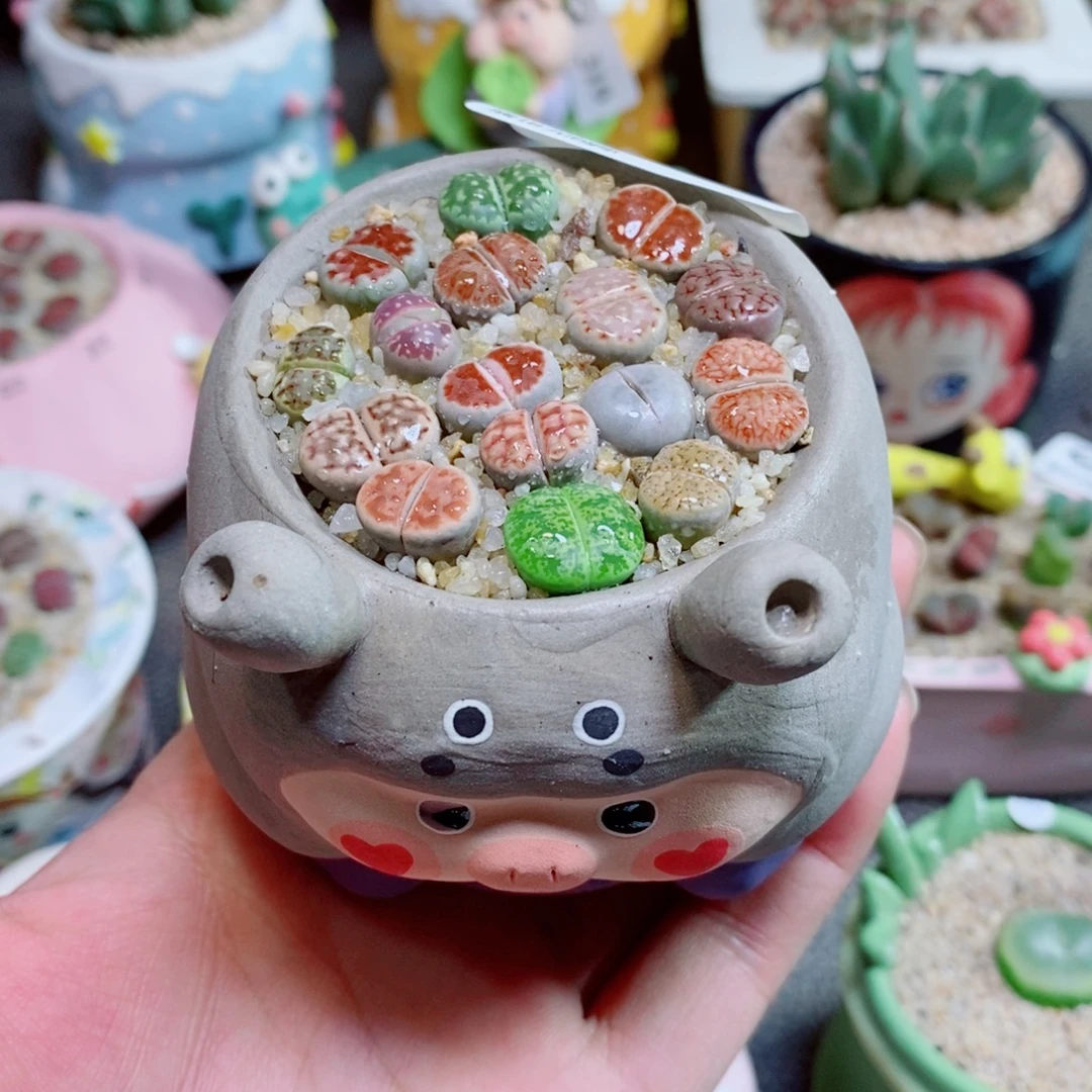 生石花花花花花花花337
