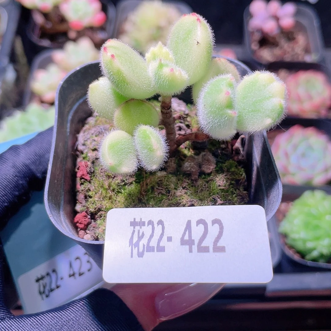 花利美22-422彩熊 不售后