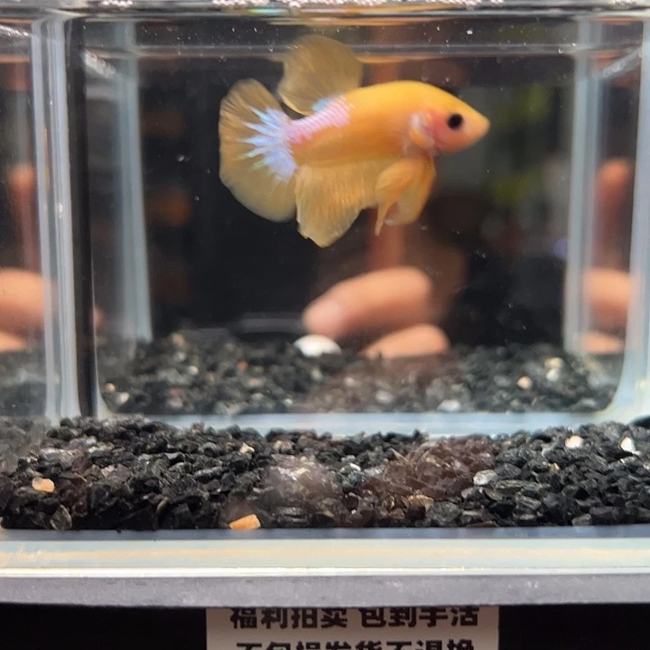 斗鱼一单包邮13日15