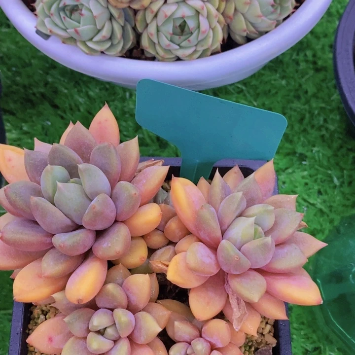 多肉植物，一物一拍