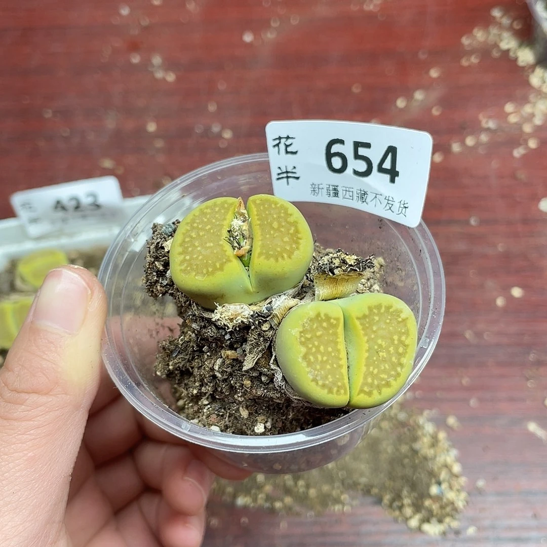 65400000花花花花花花花花