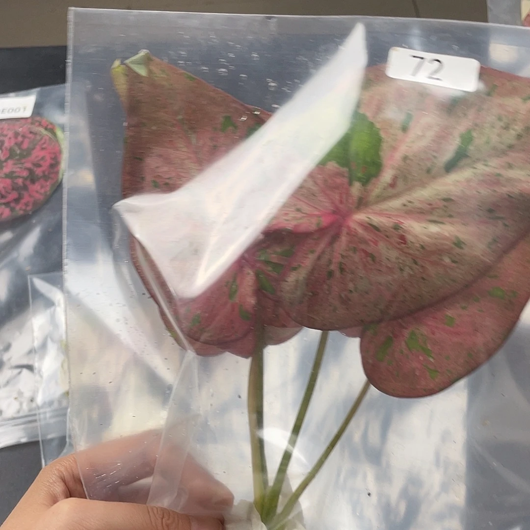 完全开放72种子袋装发货