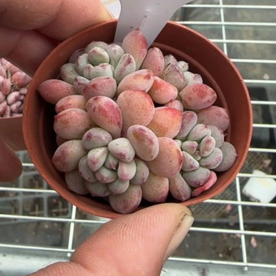 162萌豆一物一拍多肉