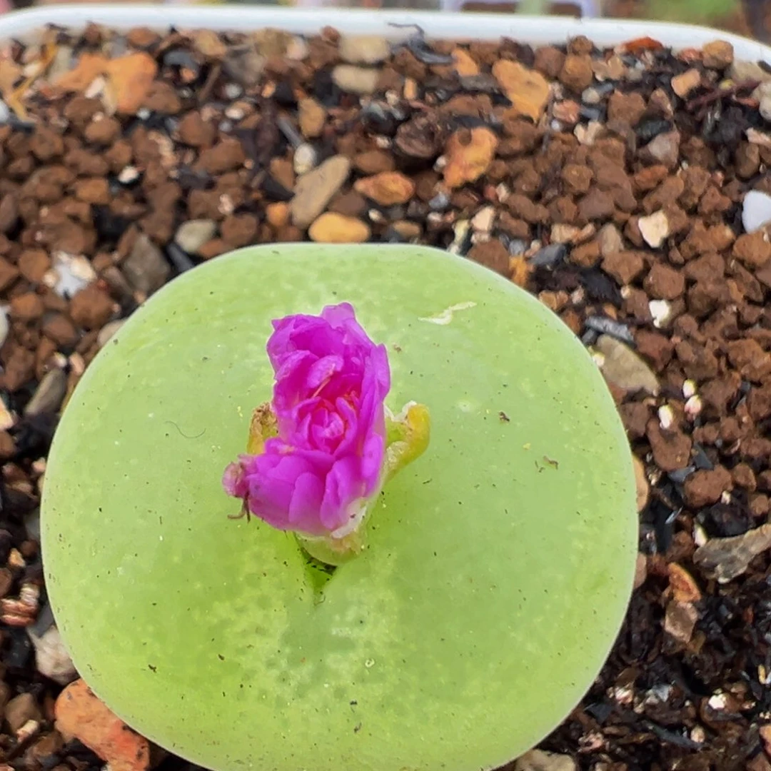 96多肉植物百科翠光
