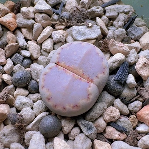 2344，171饼干带盆土发货