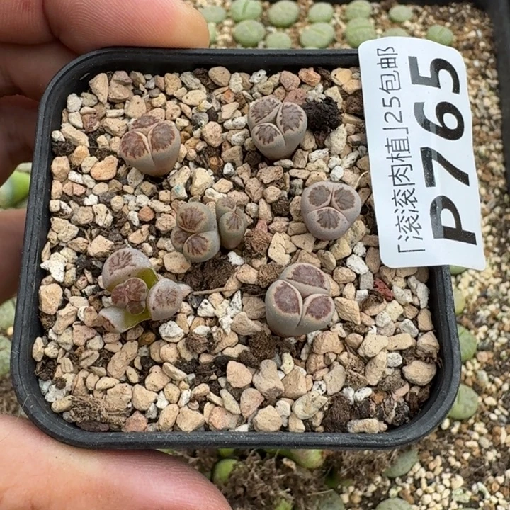 h***zP765菊奔多肉两年