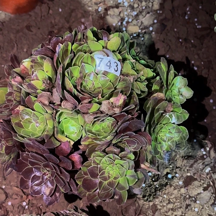 743花月夜多肉植物不售后
