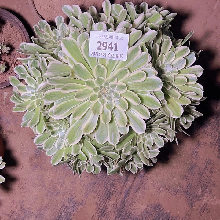 小*韩2941碧浪多肉植物老桩