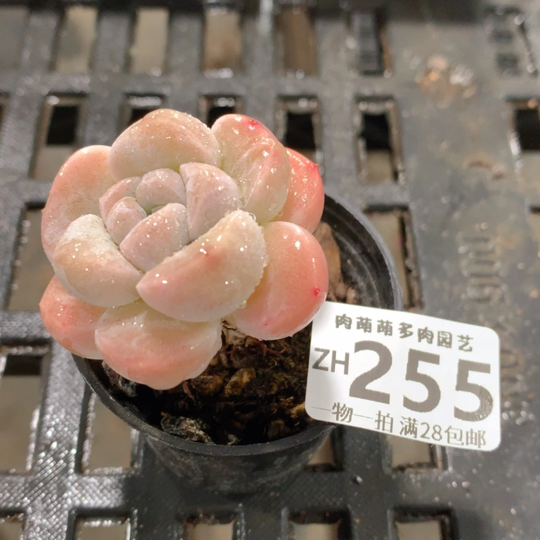 肉萌萌拇指盆精控多肉ZH255