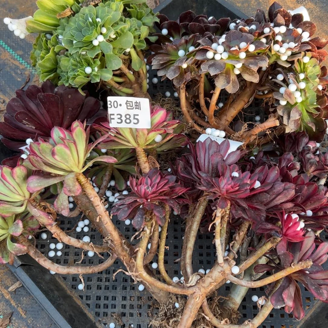 385 多肉法师处理不包损