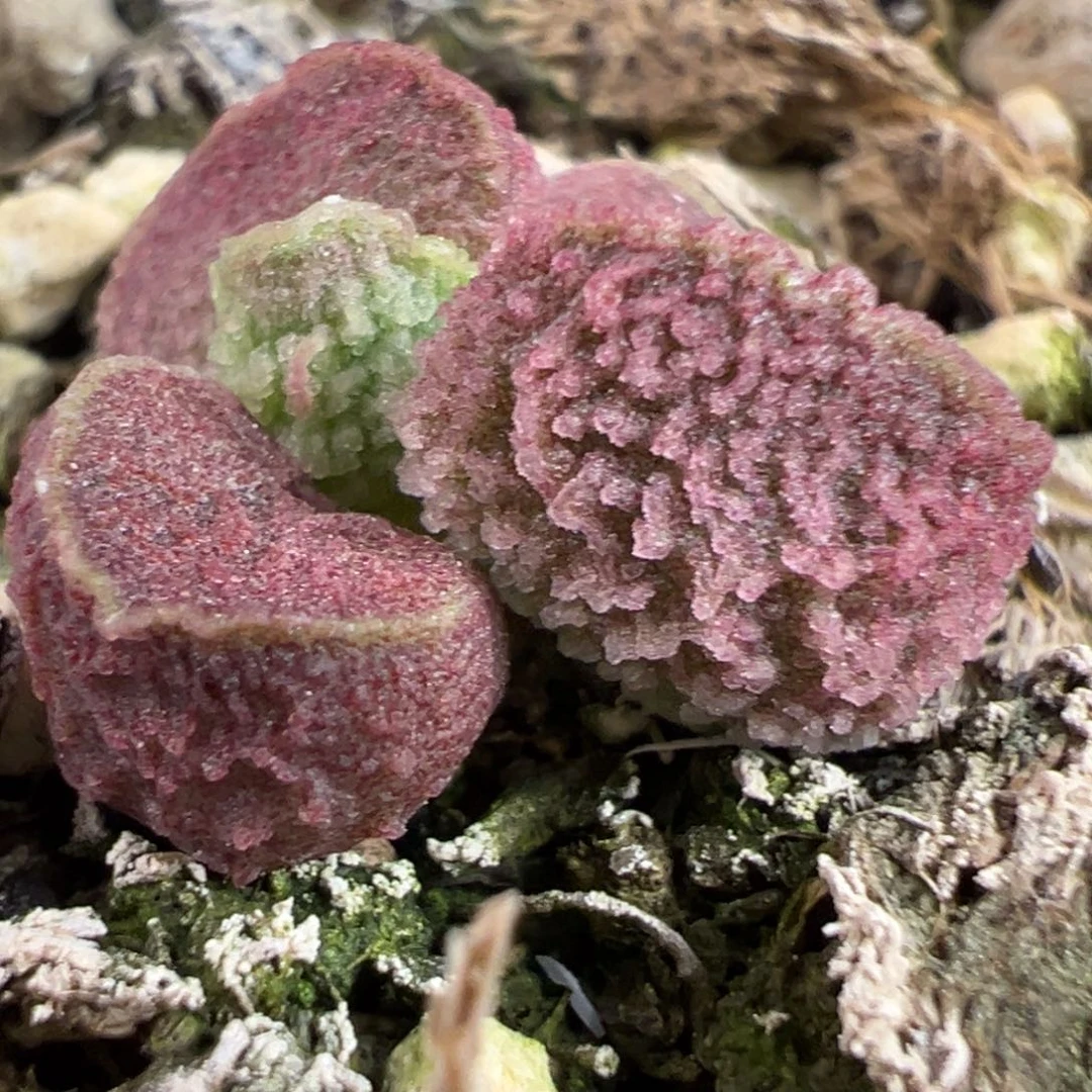 粉色丸叶冰沙纹路实生新品多肉植物水泡多肉植物