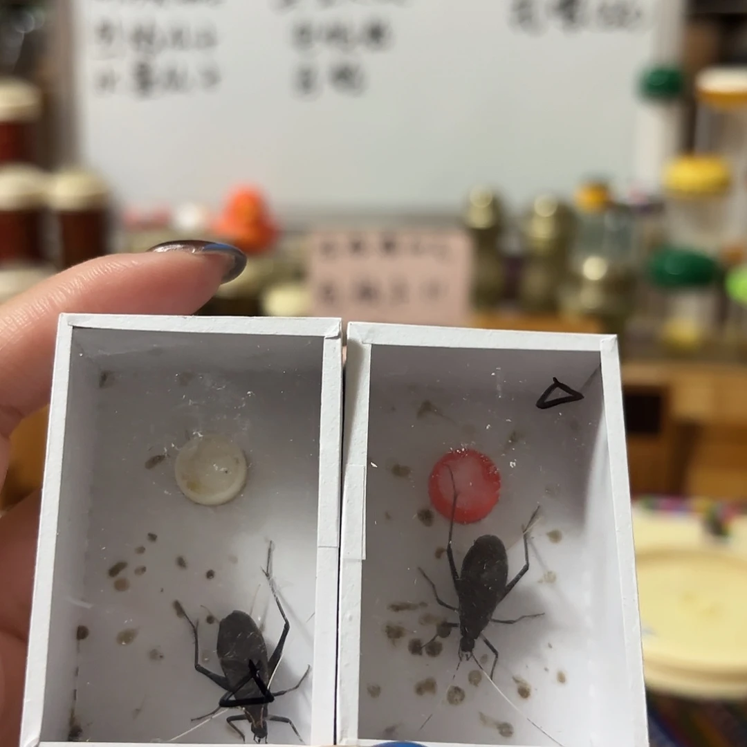两条断须尾人工马蛉