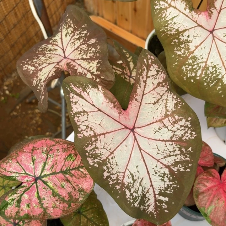 冰沙泰国彩叶芋38-0808