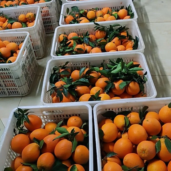 脐橙正宗赣南脐橙黄金口感