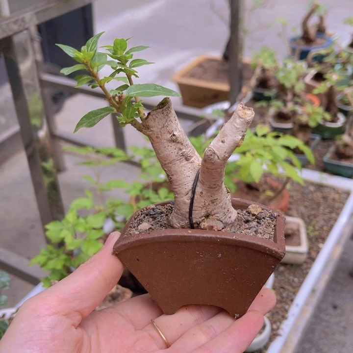 当前无花朵，栽培后可花朵