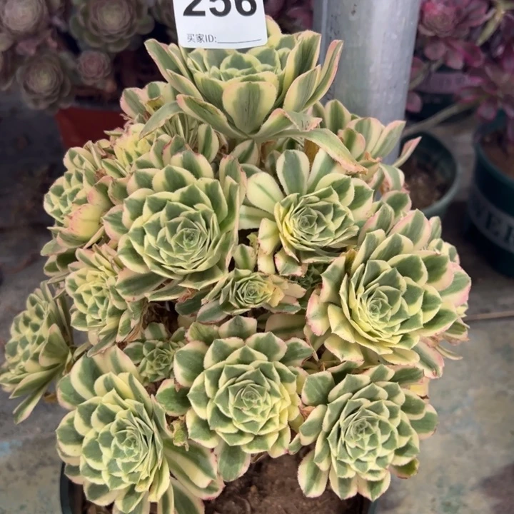 256碧玉25厘米左右