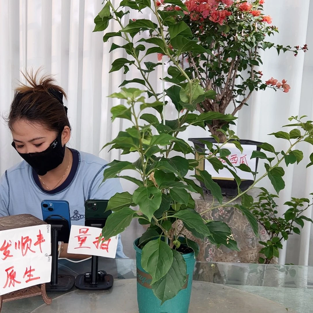 当前无花栽培后可以开花三星带竹一棵
