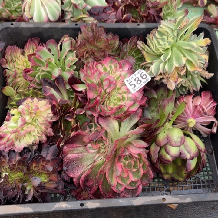 586组合掌心多肉法师锦不包侧枝断枝的？