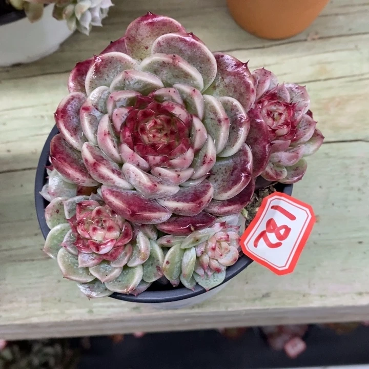 如**✨一物一拍天鹅绒多肉182