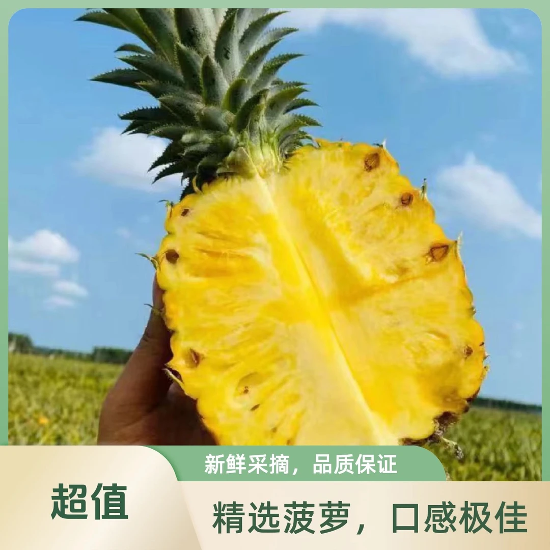广东正宗徐闻香水菠萝应季新鲜现摘现发孕妇水果包邮