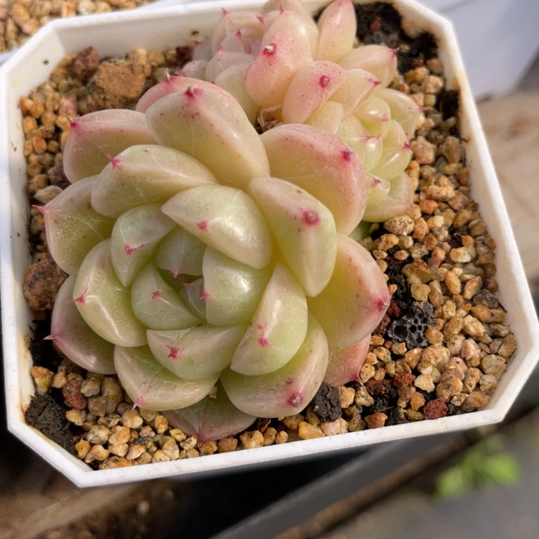 优选石麦麦杆多肉1916