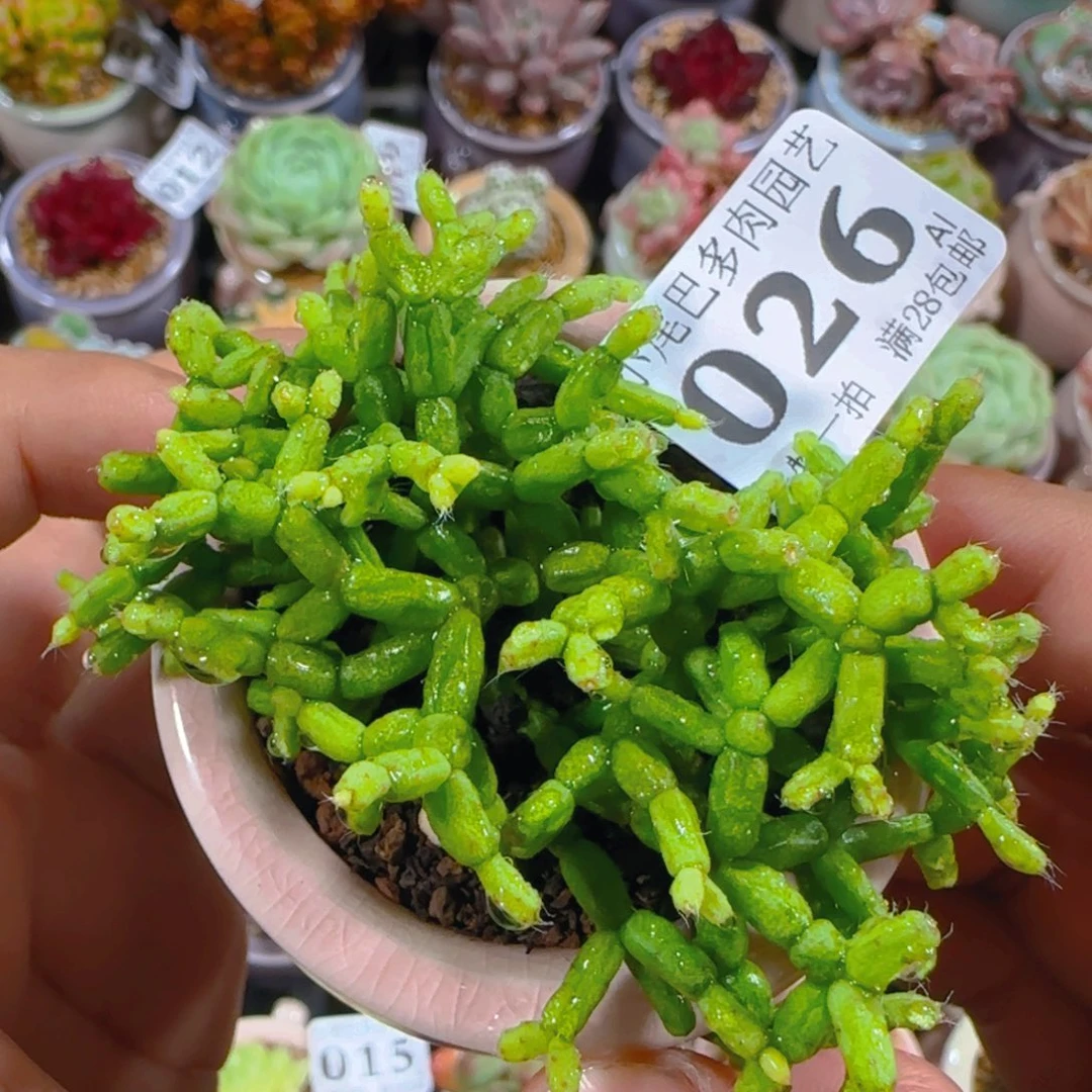 AL小尾巴5CM迷你拇指盆栽精控多肉026