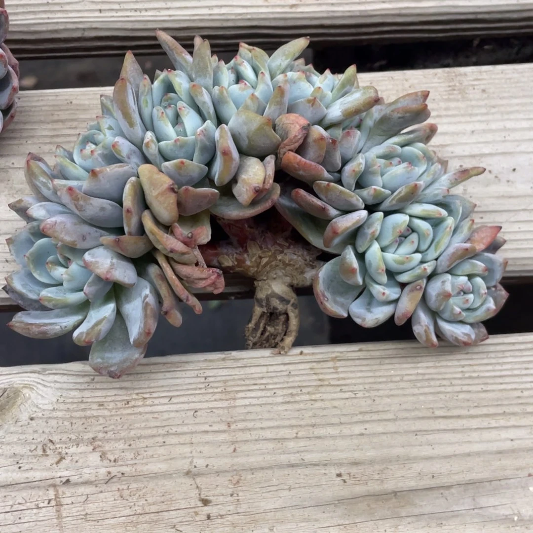 石榴子星影缀化朵朵缀九头