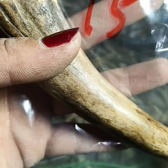 看***看鹿角鹿角鹿角鹿角鹿角鹿角