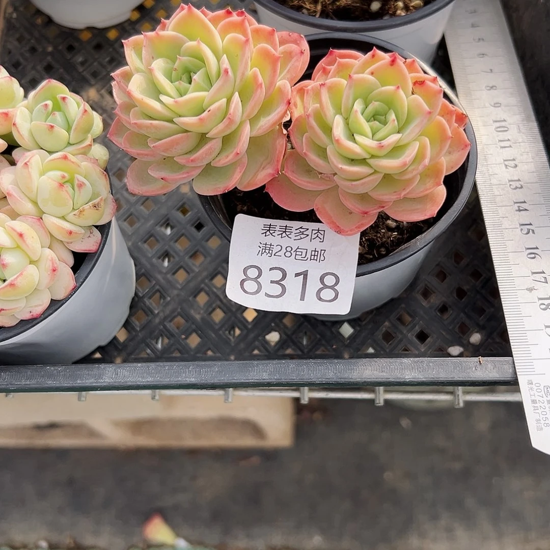 9号c**.我们的确是一8318