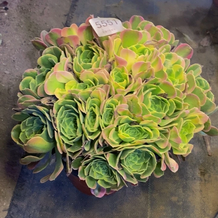 特斯拉多肉断头不包5551