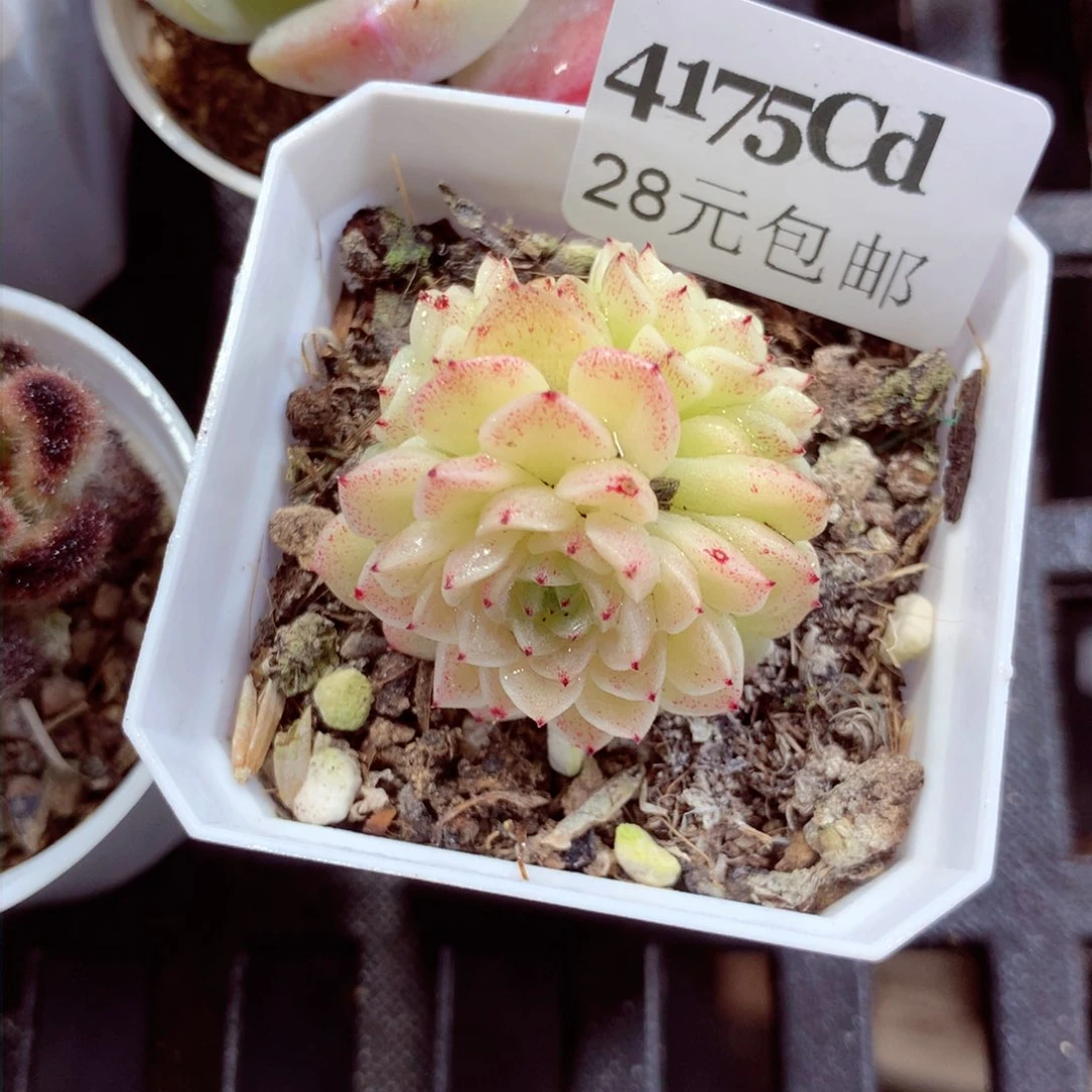 5厘米盆精控多肉4175