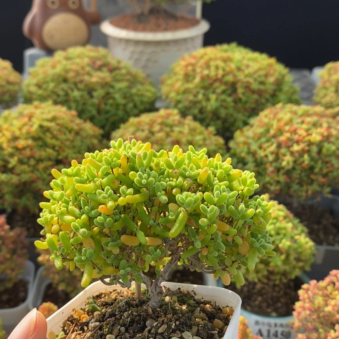 蜜橘糖球1478枝干番杏