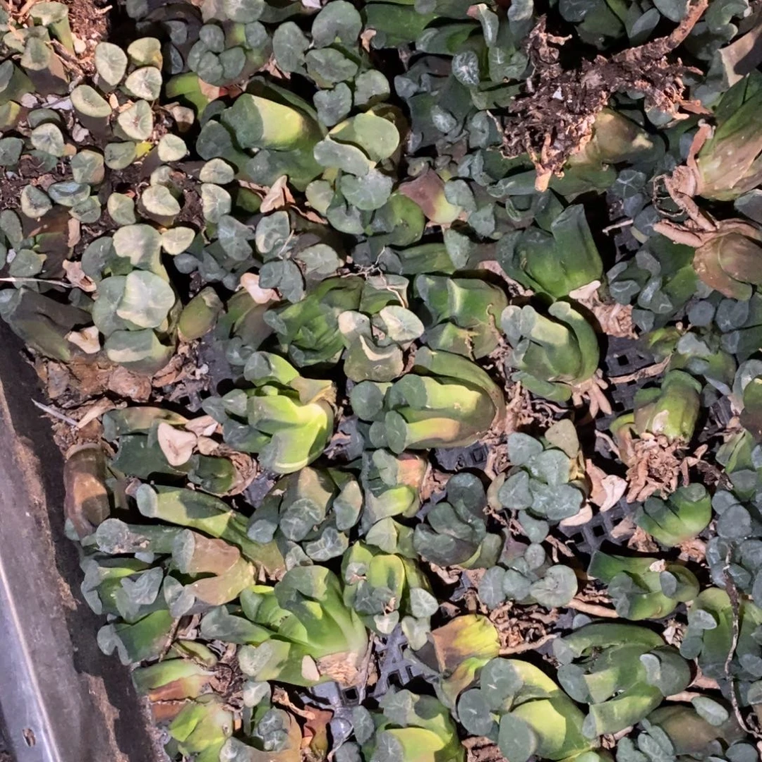 2310 一颗实生万象 超级福利