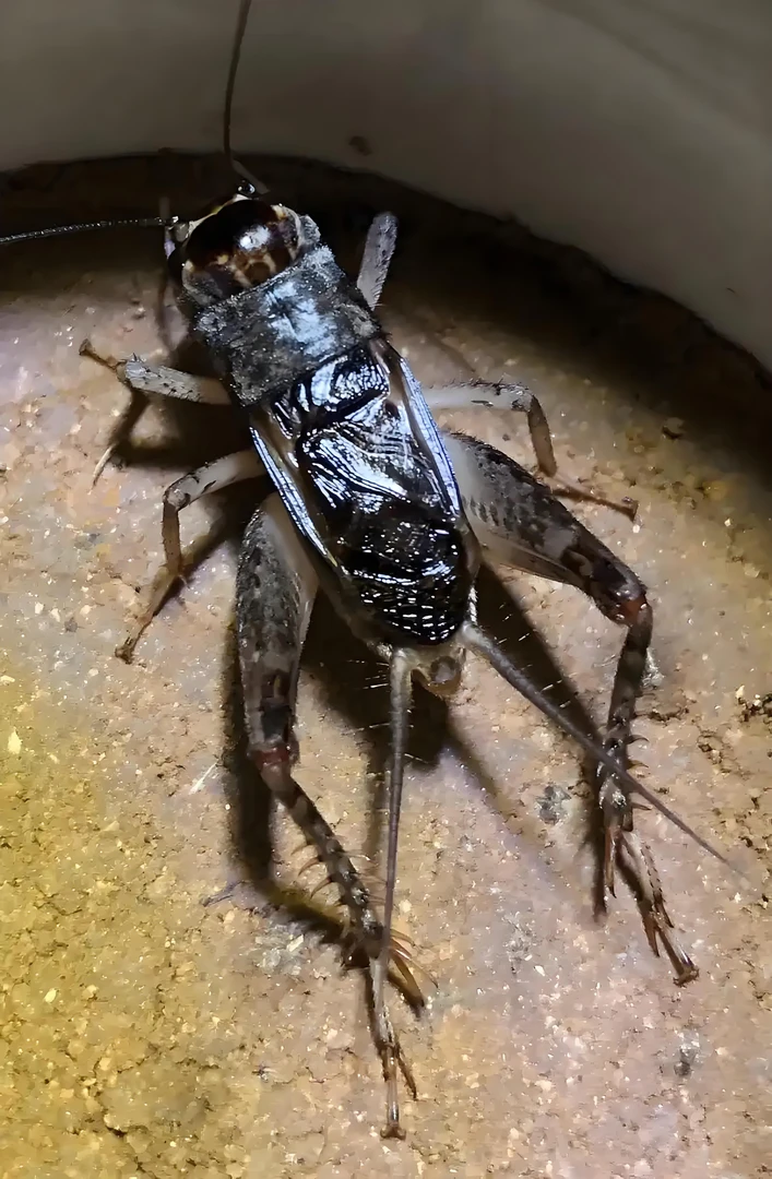 野生蛐蛐蟋蟀，开箱不退，不包邮