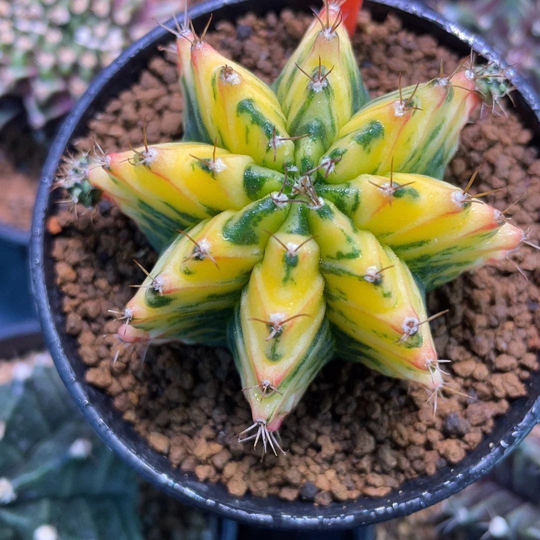 1-7米哈锦5.3厘米