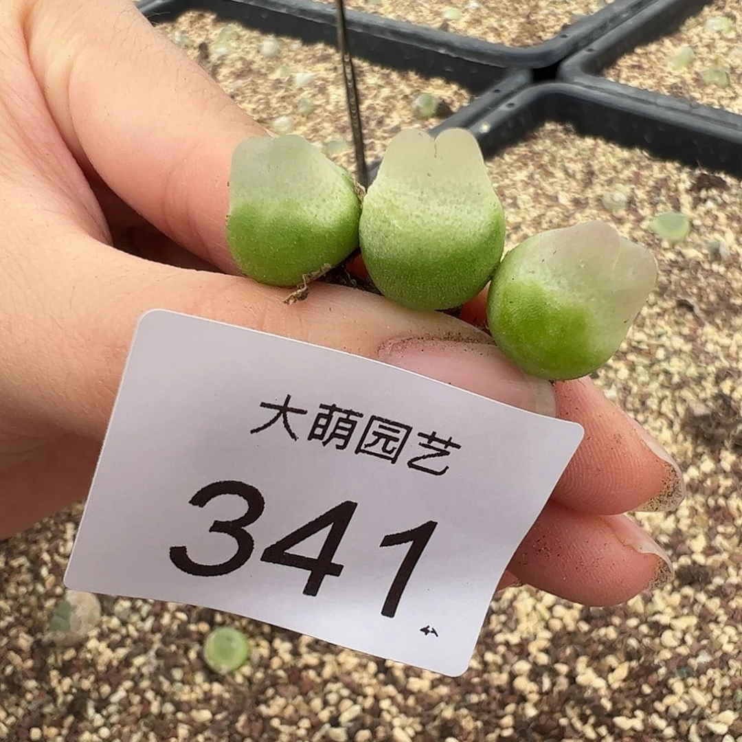 啊***陈一物一拍。 3颗拉登341