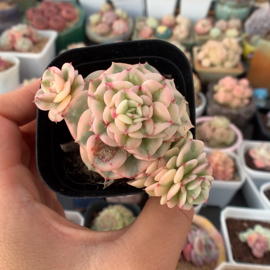 蜡牡丹锦多肉植物