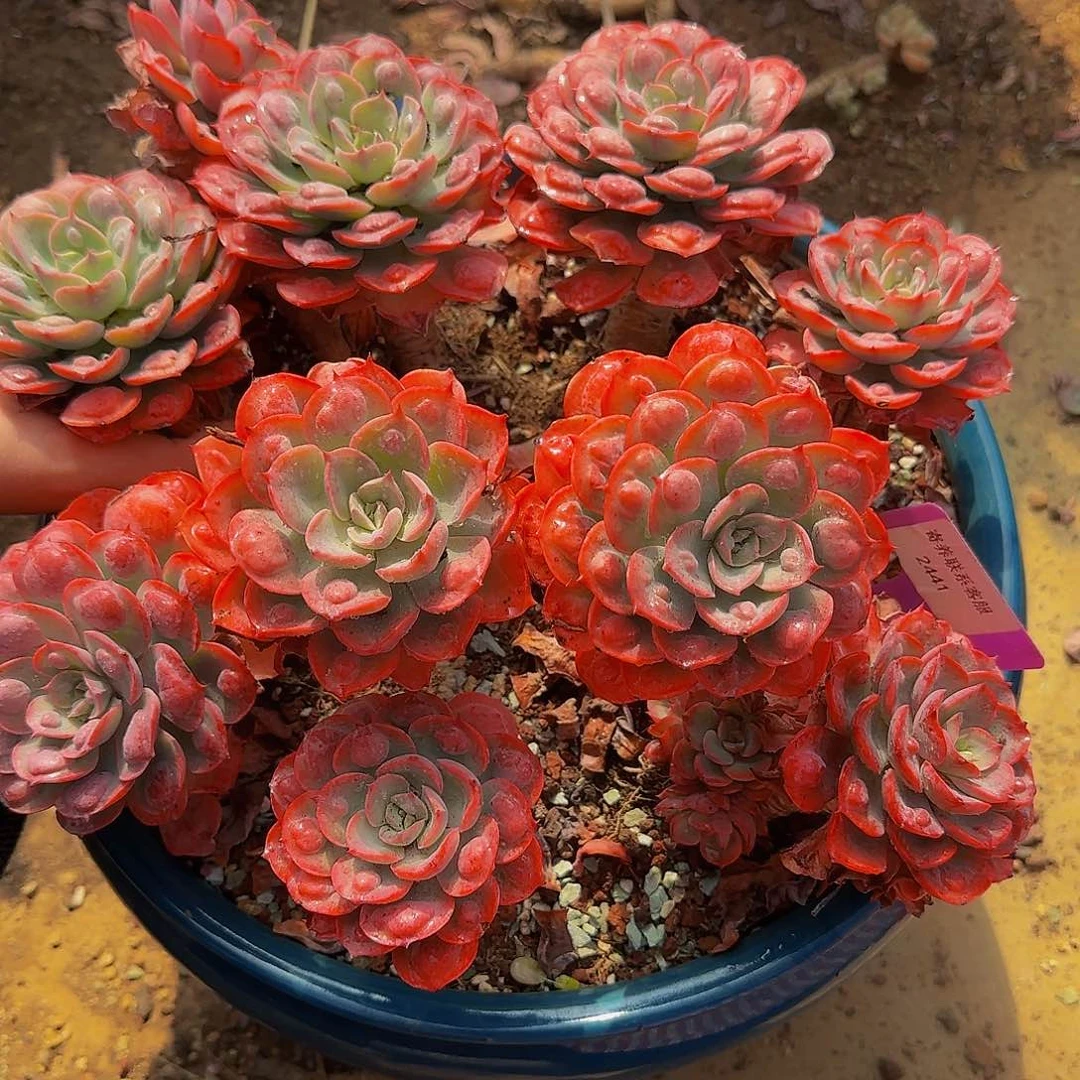 M****?2441不哈怕他他爸爸吧