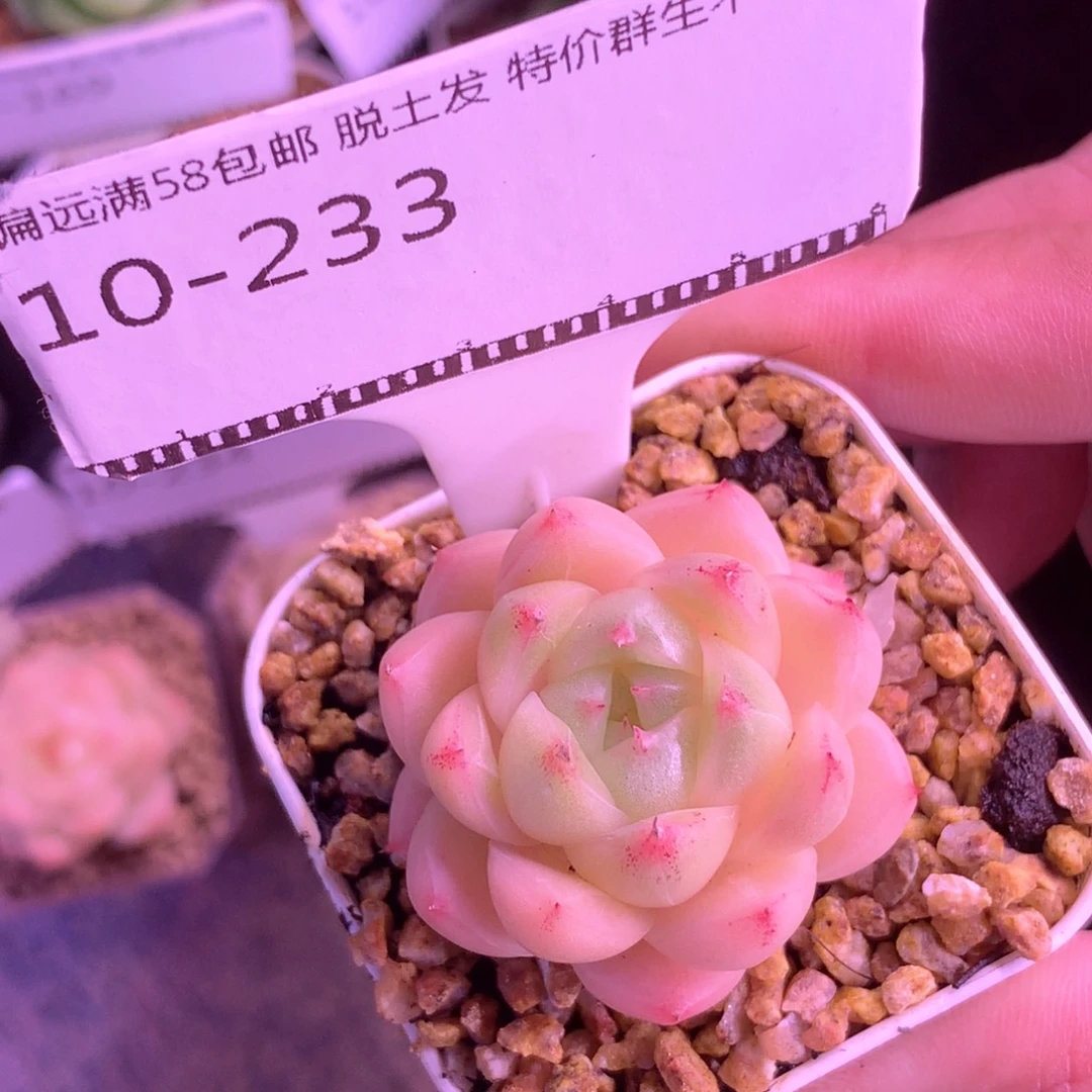 包子麦秆优选58包邮