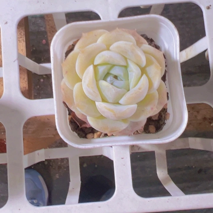 雪*纯爱精品多肉植物大战