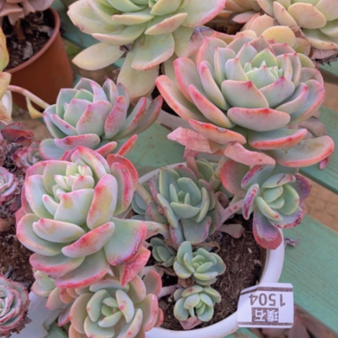 【闪购商品】白月光1504