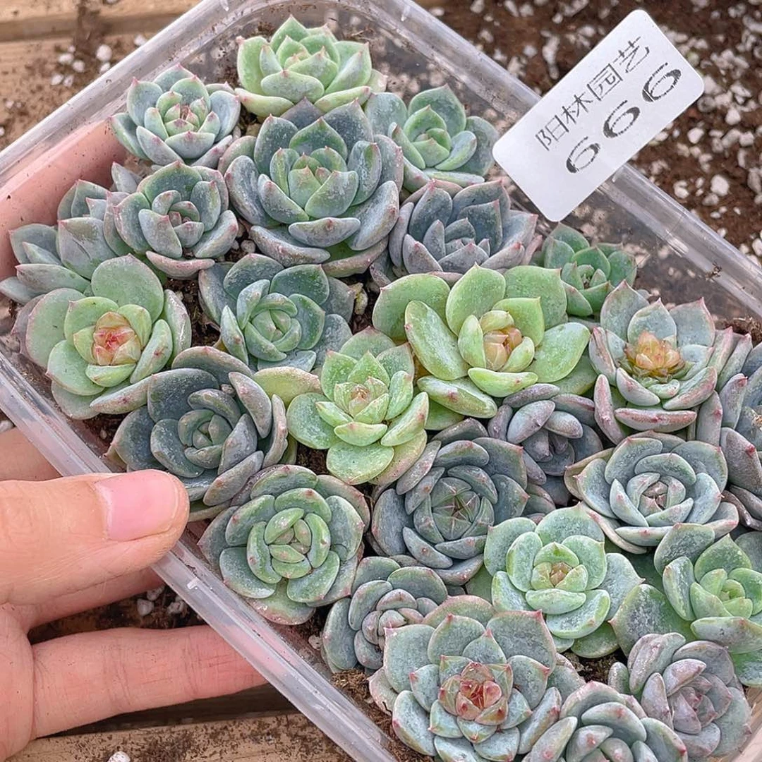 枕***宝多肉植物多肉植物666