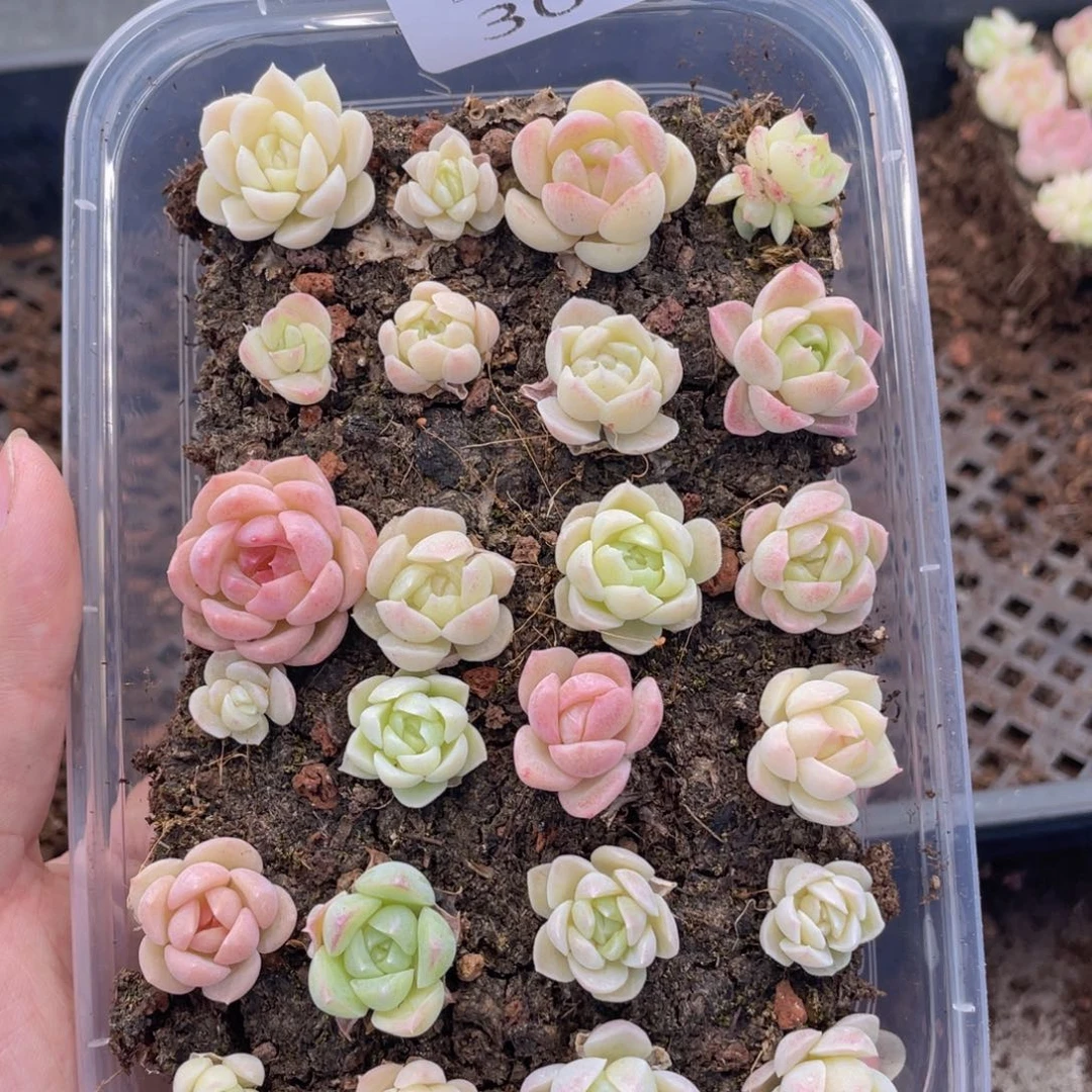 云糖心多肉植物309