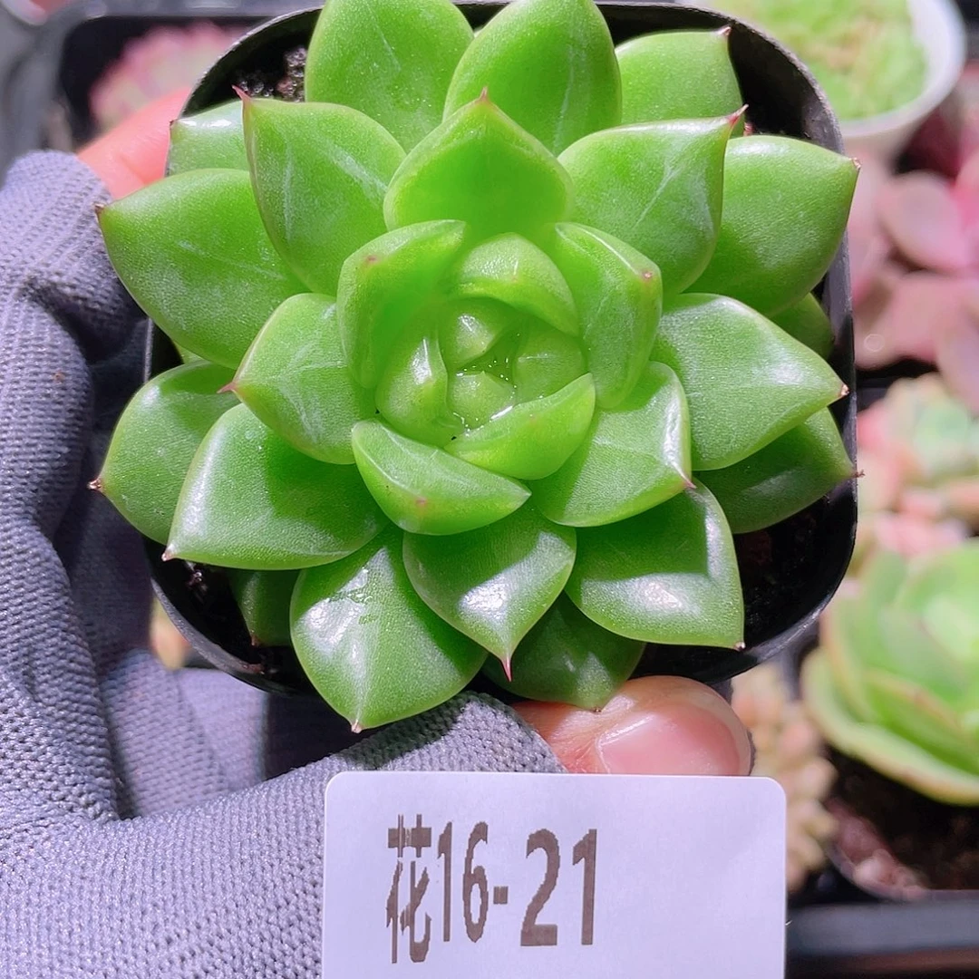 花利美16-21海王